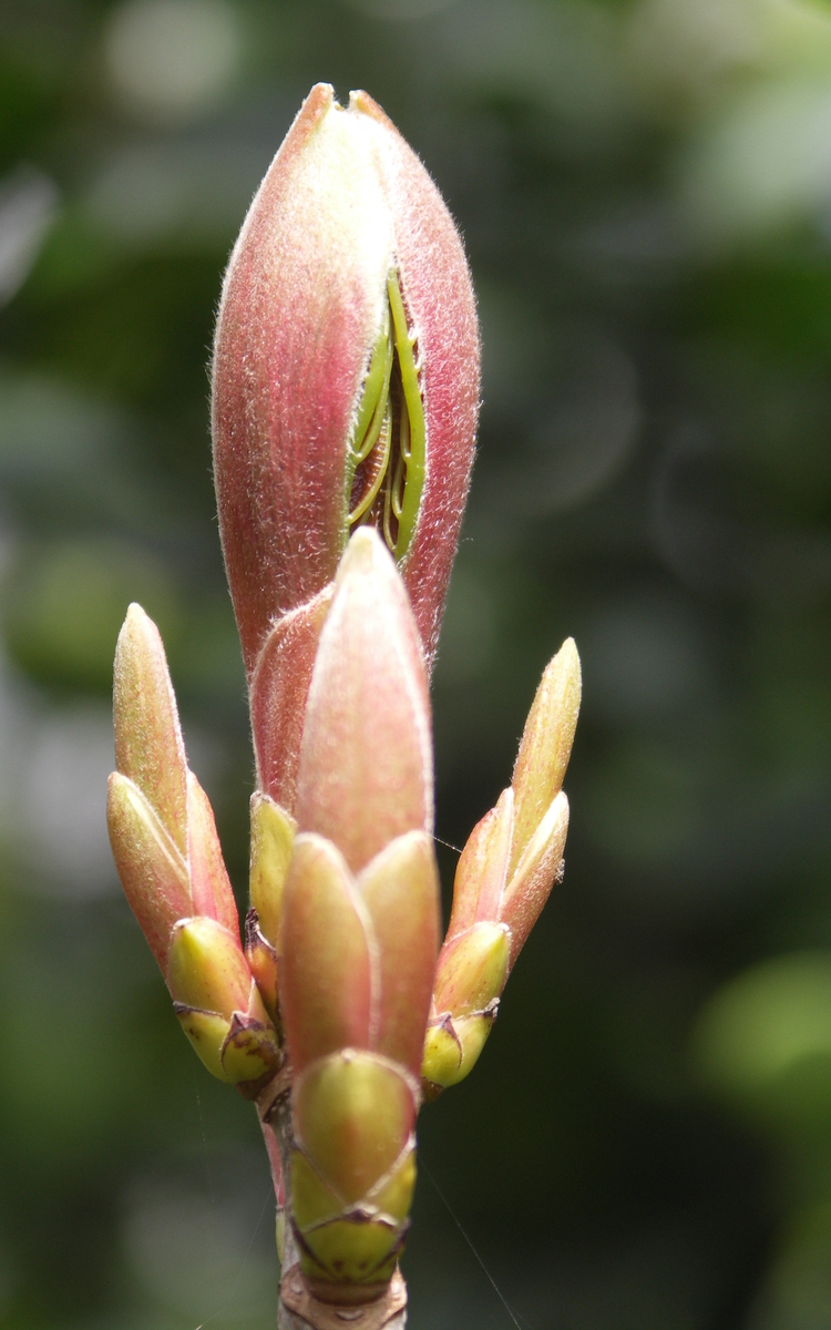 03 08 bourgeon pf avril France Fredon026