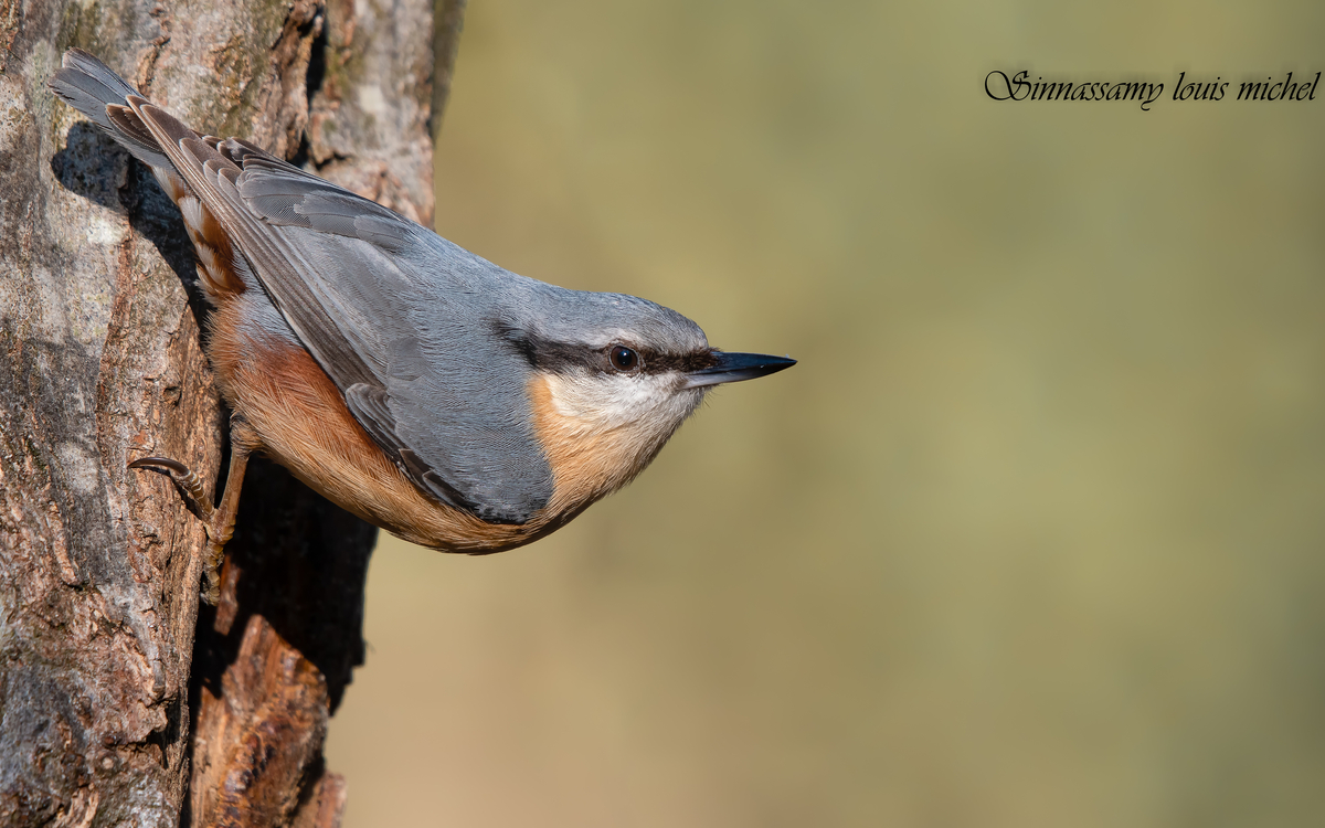 03 02 Sitelle torchepot (5) ©Michel Louis Sinnassamy