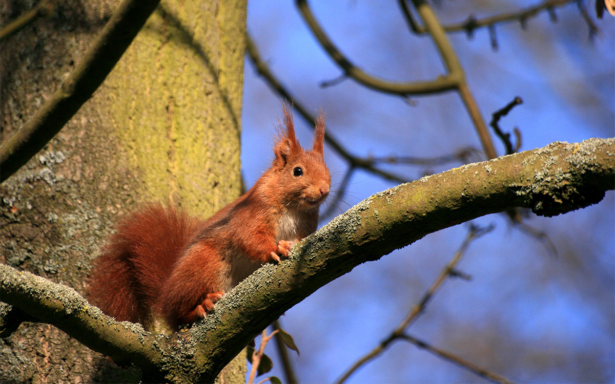 Ecureuil roux sur sa branche