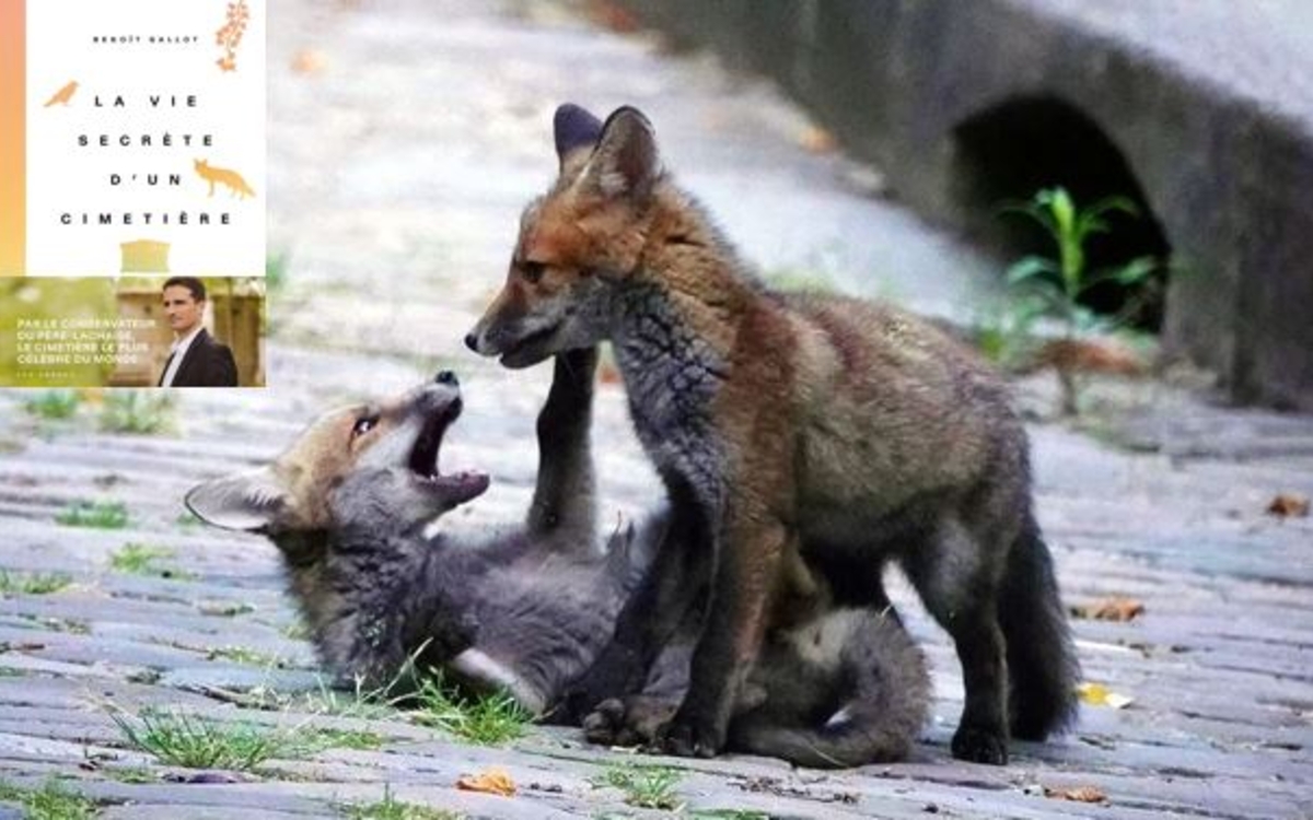 Renardeaux dans les allées du Père Lachaise
