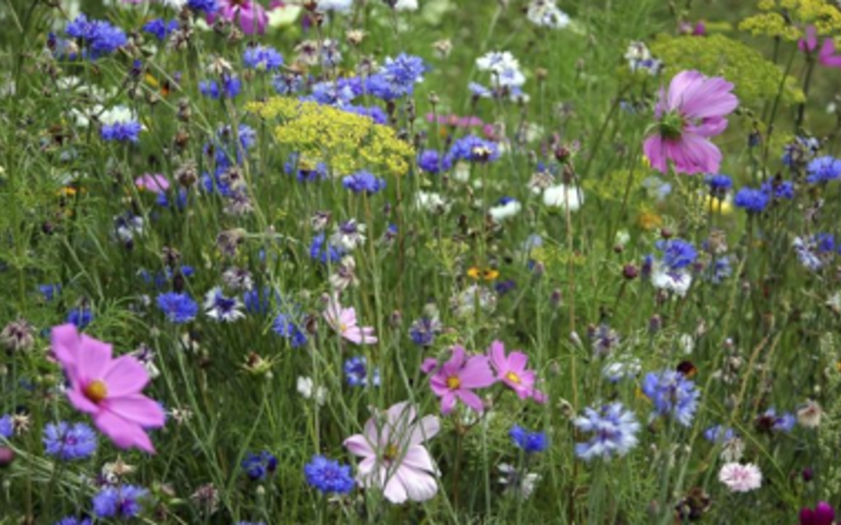 fleurs sauvages et horticoles