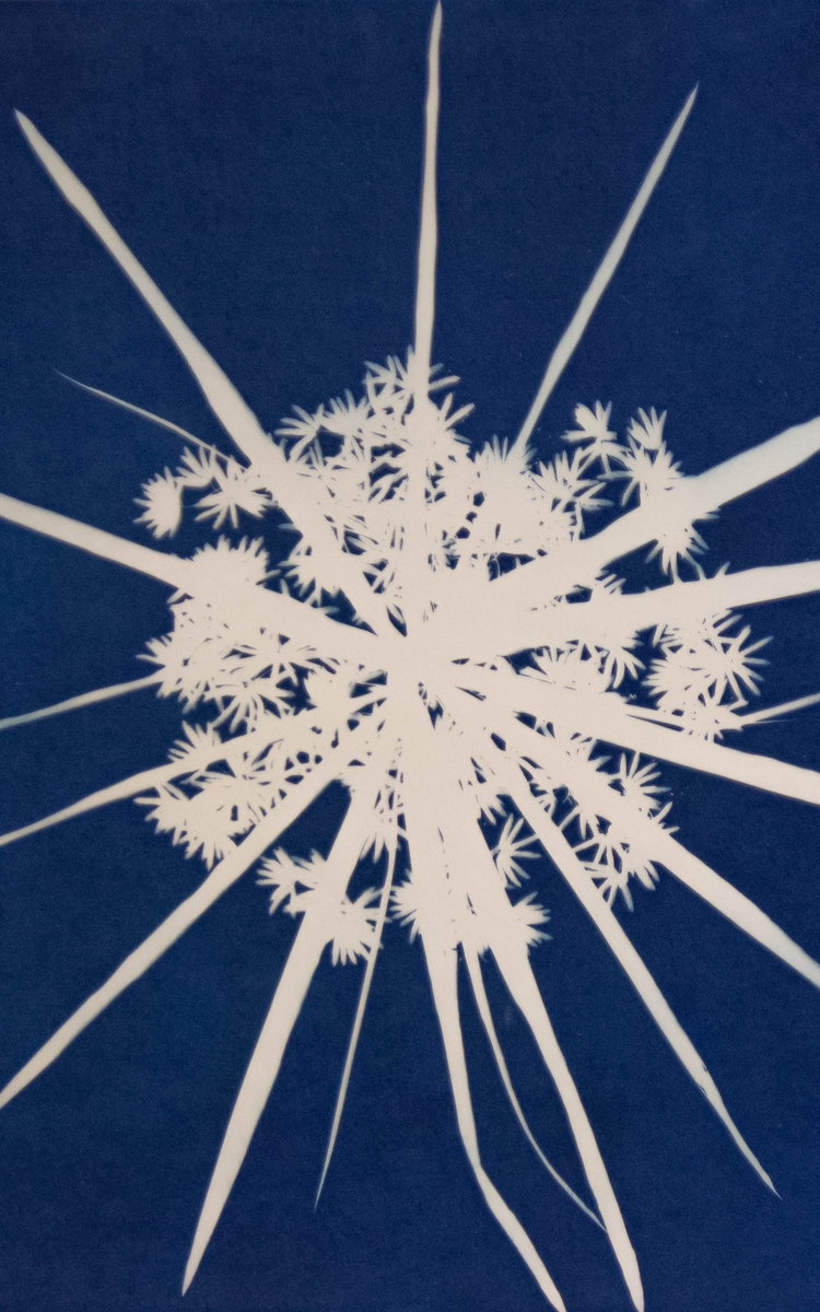 photo de plante prise avec la technique du cyanotype