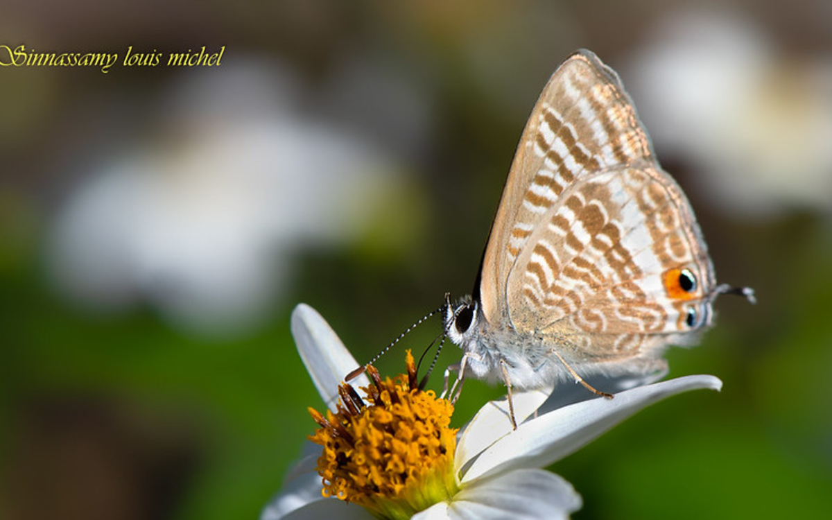 05 27 Azuré porte queue, 26 08 2022 ©Michel Louis Sinnassamy