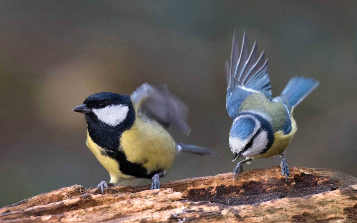 05 10 Mésange bleue et charbonnière, Parc Floral 75012, 19 11 2017 ©Maxime PARISY copie