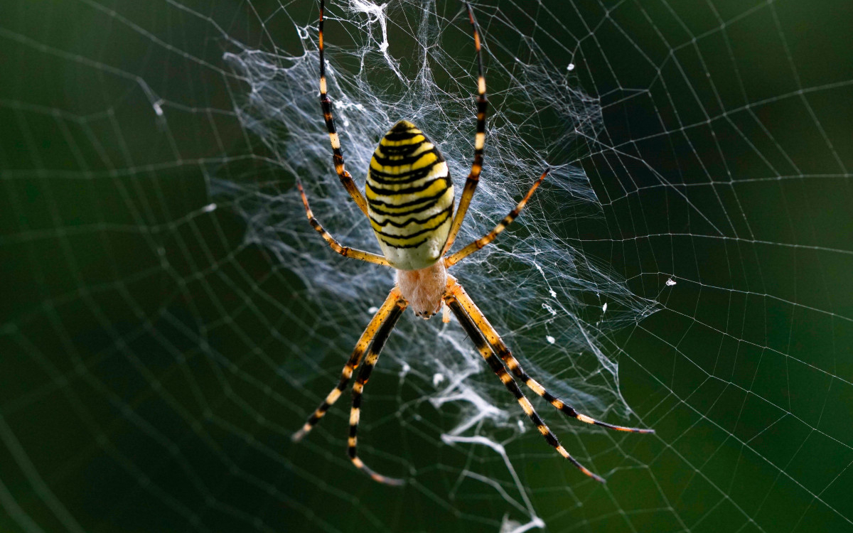 05 17 Araignée CC-pxhere