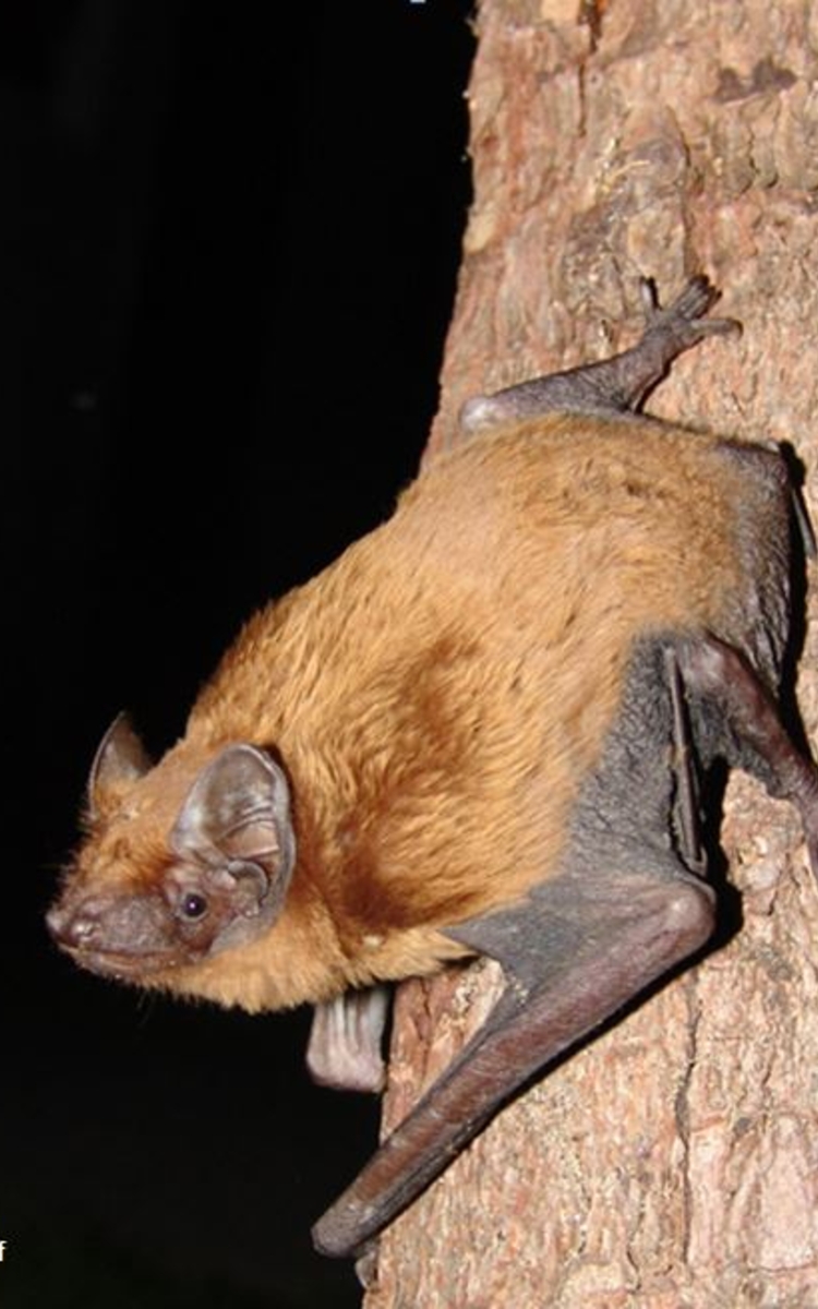 05 05 Noctule CC-Mnolf