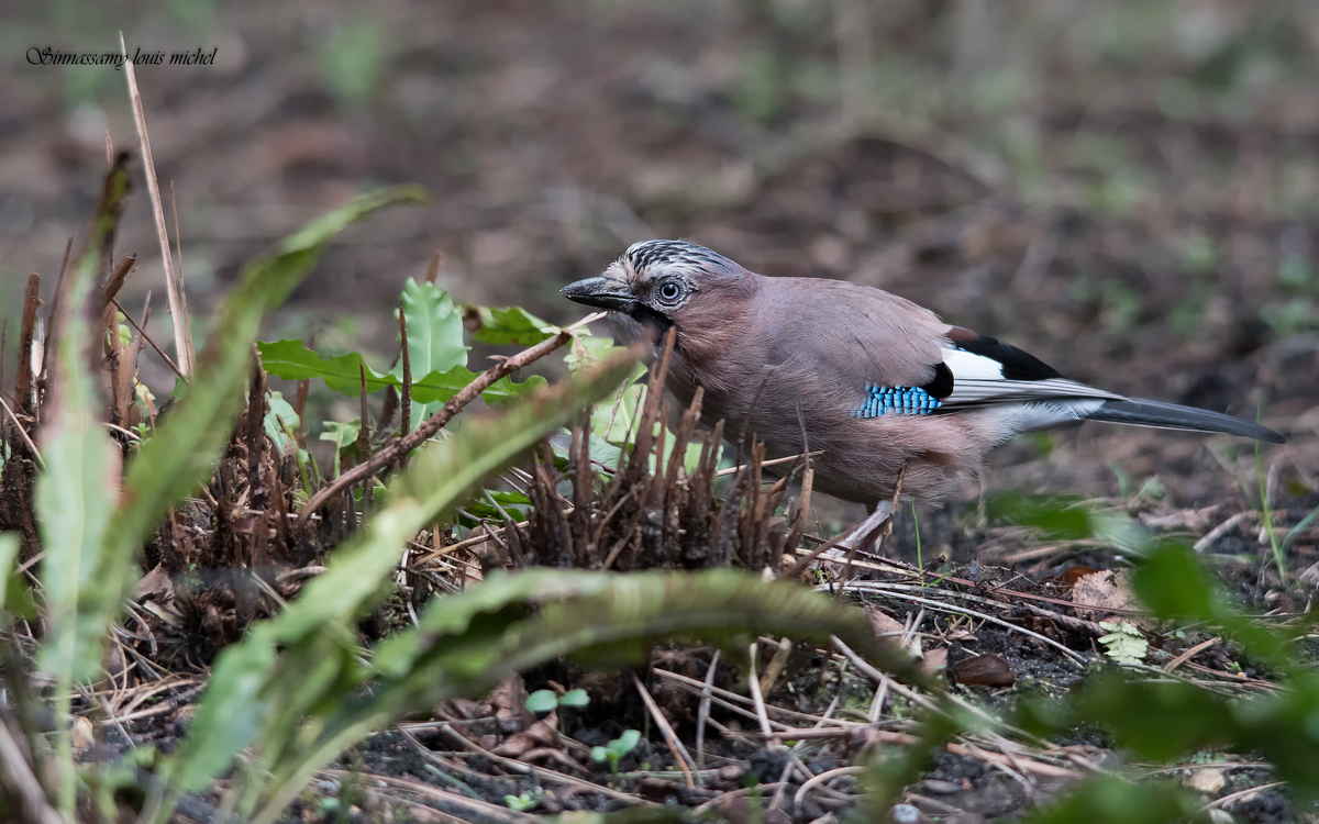 05 31 Geais des chênes ( Parc floral ) (1)