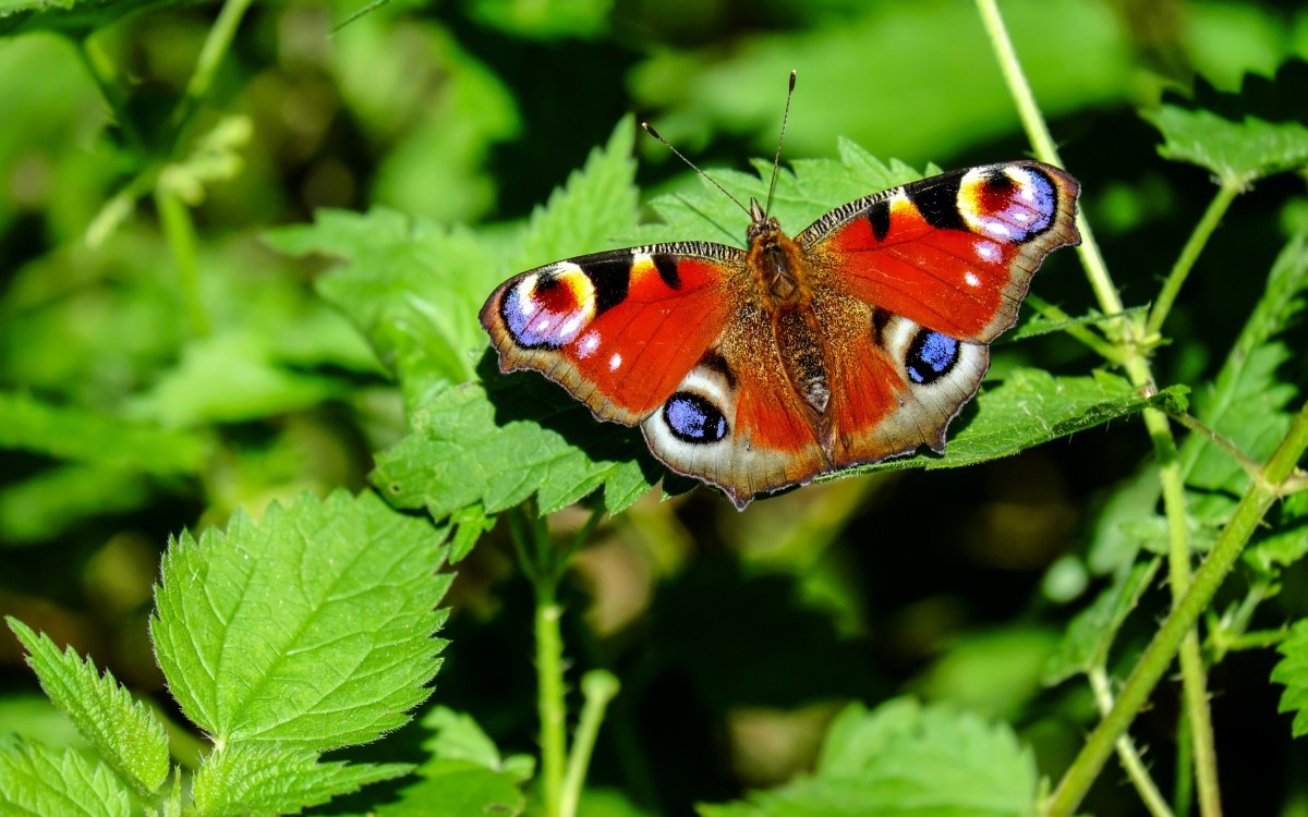 05 17 peacock_butterfly_butterfly_insect_colorful_forest-496374-CC-pxhere