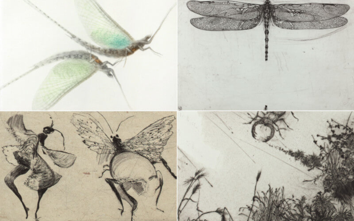 Insectes - Exposition d'estampes et dessins