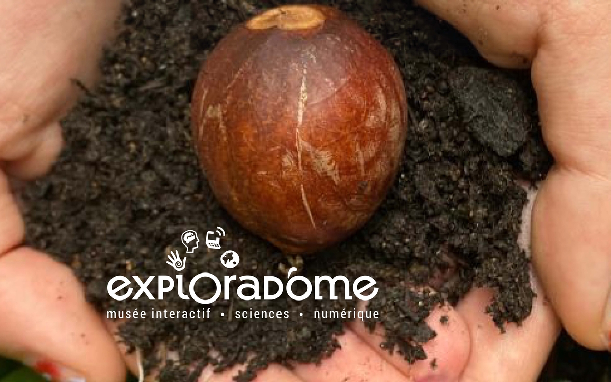 Une personne tenant dans ses mains un noyau d'avocat.