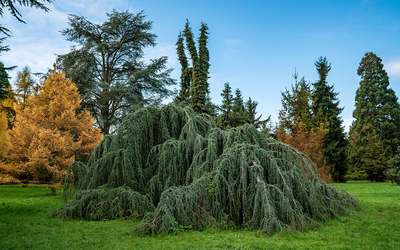 Arboretum du Parc floral, arbre remarquable