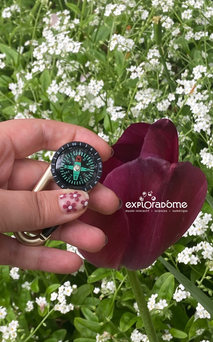 Une jeune fille cherchant son chemin à l'aide d'une boussole dans le pré fleuri à côté de l'Exploradôme.