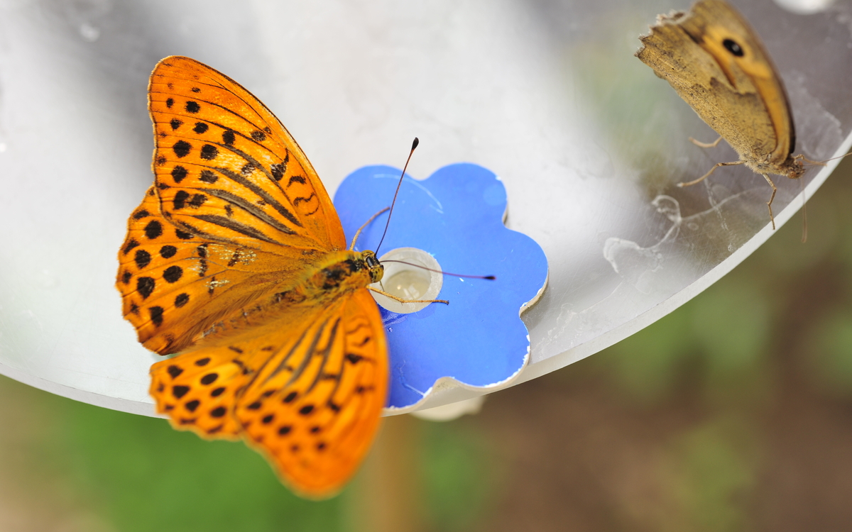 06 25 Tabac d'espagne © Fabian Charaffi (9)