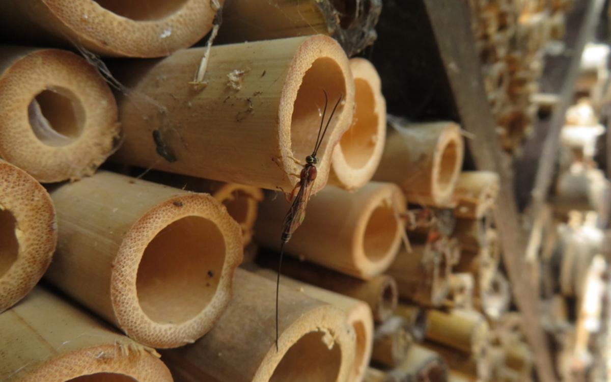 06 21 Guillaume_Douault_-_Perithous_septemcinctorius_preview (2)