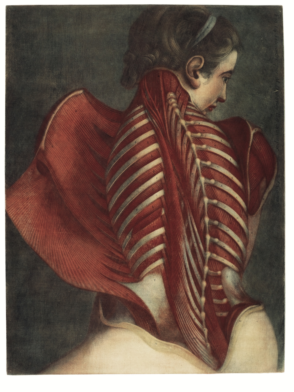 Jacques-Fabien GAUTIER-DAGOTY Femme vue de dos, disséquée de la nuque au sacrum, appelée L’Ange anatomique [1746]
