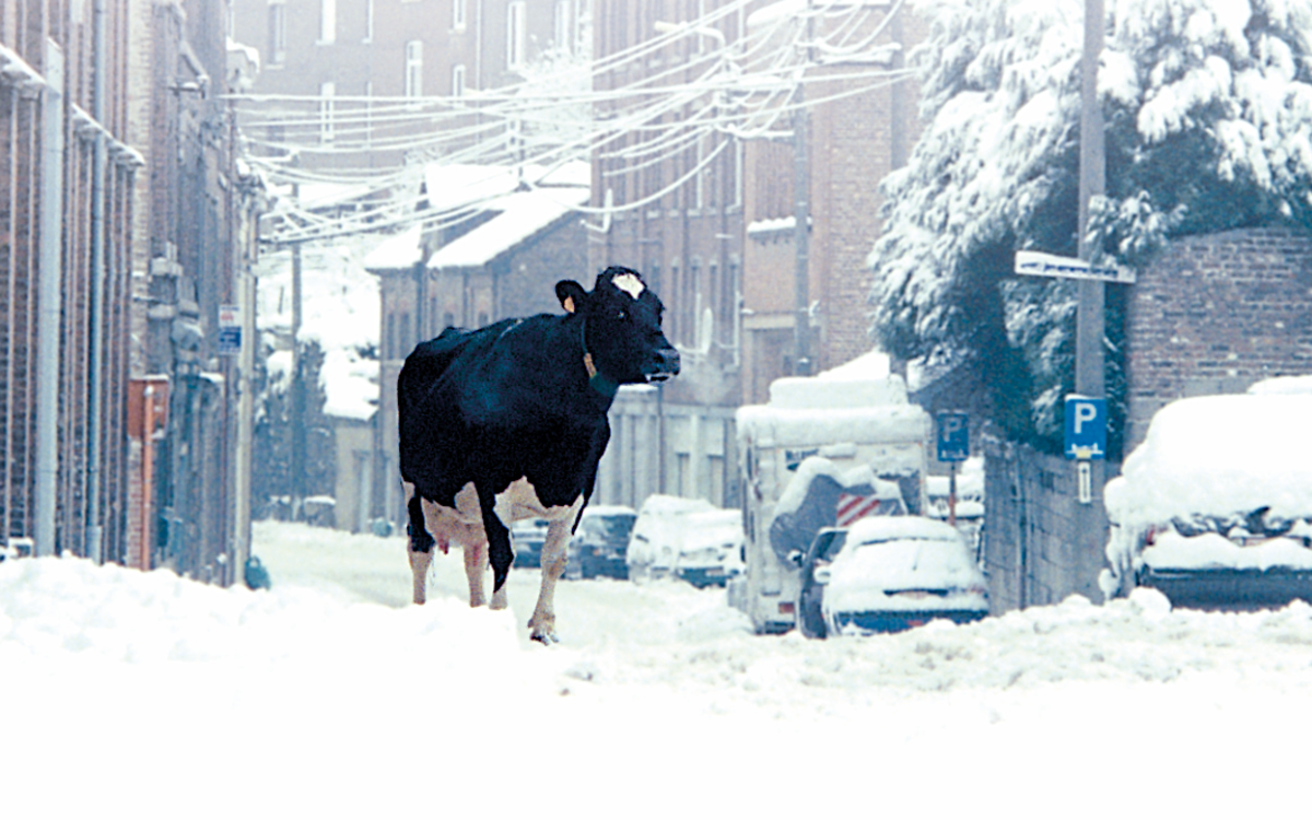 © « Il a plu sur le Grand paysage », Jean-Jacques Andrien, 2012