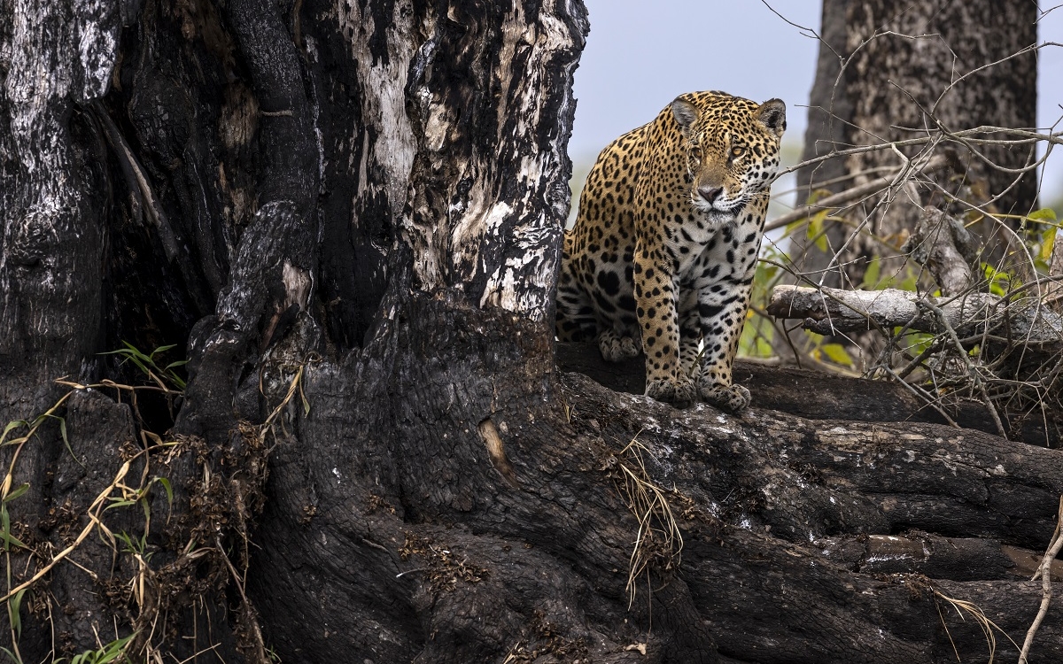 Pantanal: un éden en danger