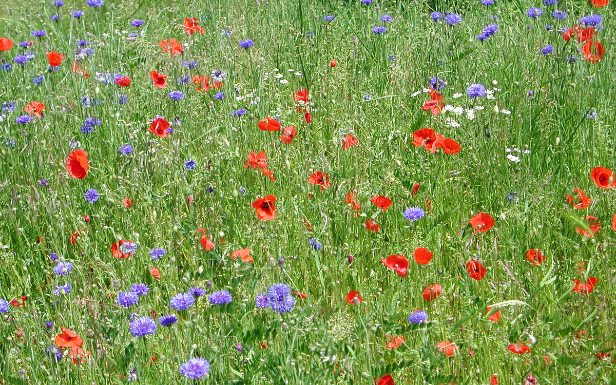 05 16 coquelicots et bleuets