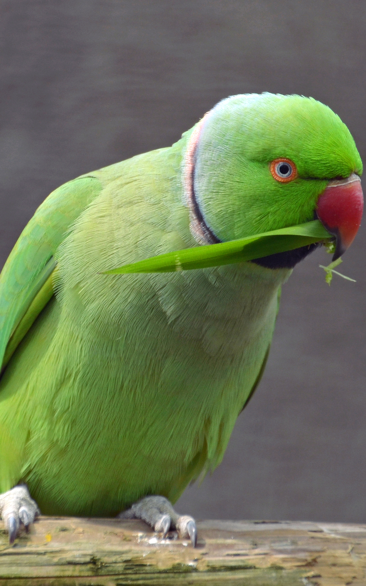 Perruche_à_collier_(Psittacula_krameri)