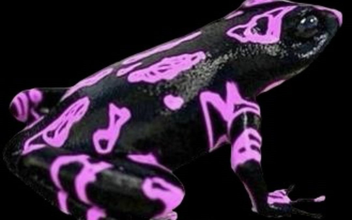 DJ Set - Fête de la Musique 2023 - Collectif Sapongue