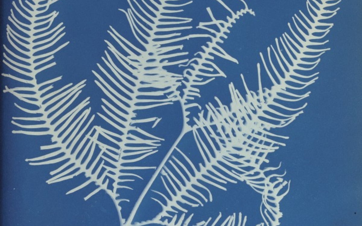 Herbier d'Anna Hatkins 1861