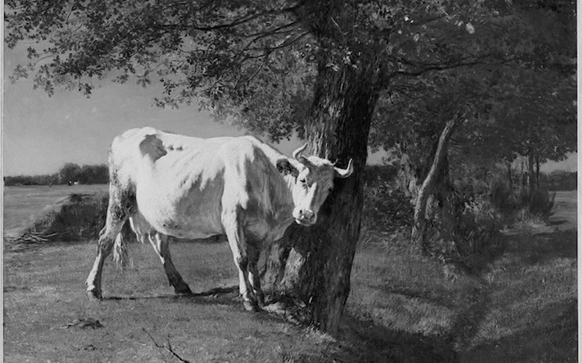vache qui se gratte en noir et blanc