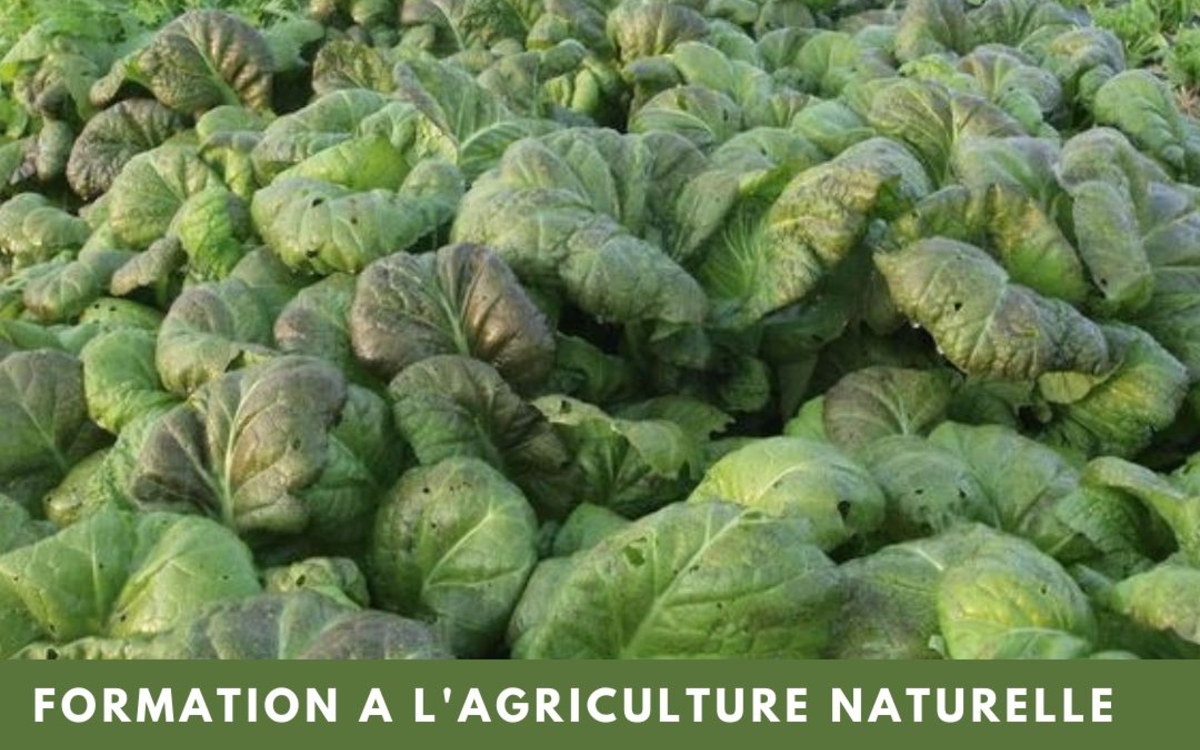 Production maraîchère en agriculture naturelle