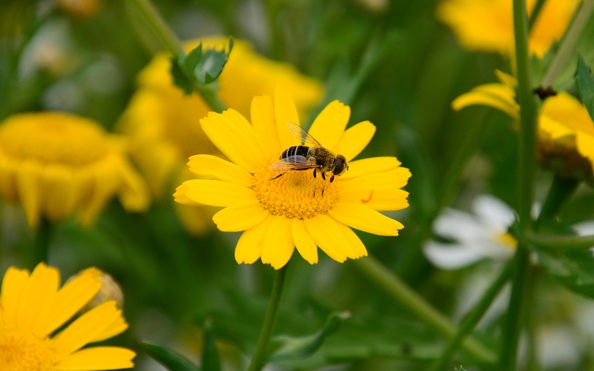 les petits naturalistes
