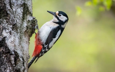 Découverte du pic epeiche avec EcoNature