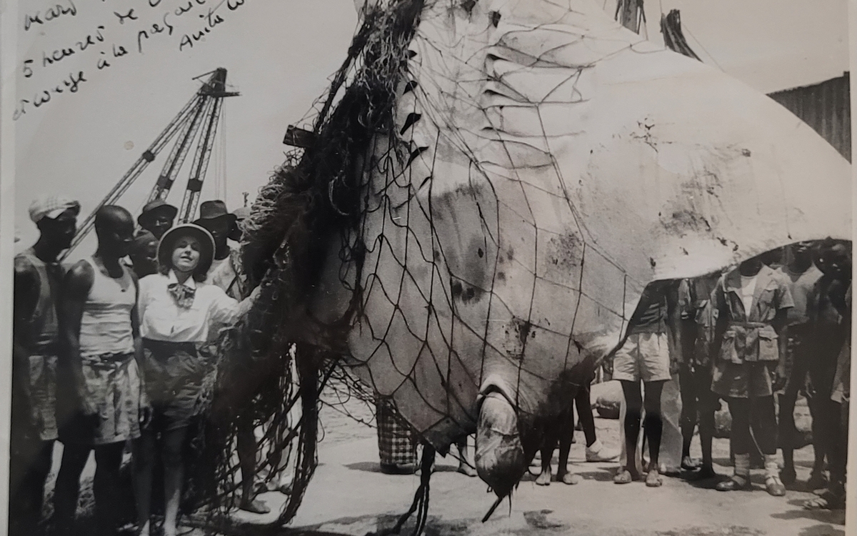 Anita Conti pose à côté de plusieurs hommes noirs en tenant un filet dans lequel se trouve une très grande raie qui vient d'être pêchée. Tirage argentique d'époque. Photographie légendée "12 mars 1948 5 heures de lutte et course à la pagaie!" et signée.