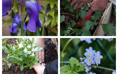 iris et myosotis, mains jardinant