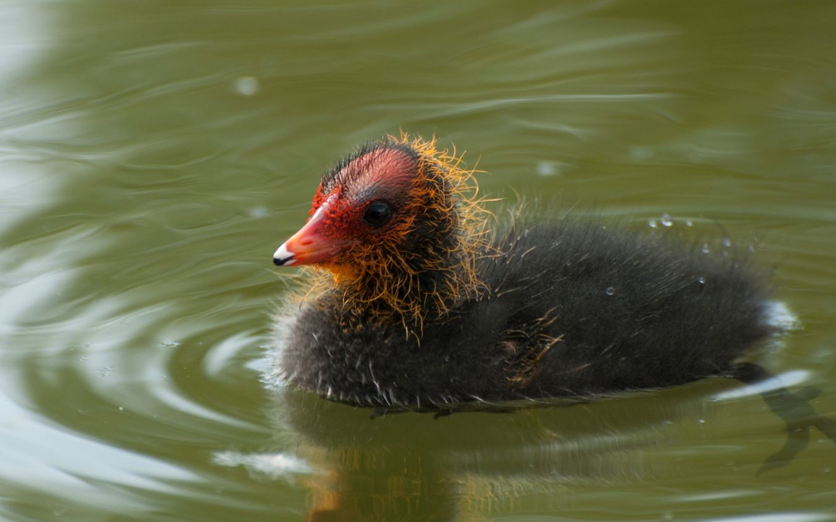 Les oiseaux du lac Daumesnil au bois de Vincennes