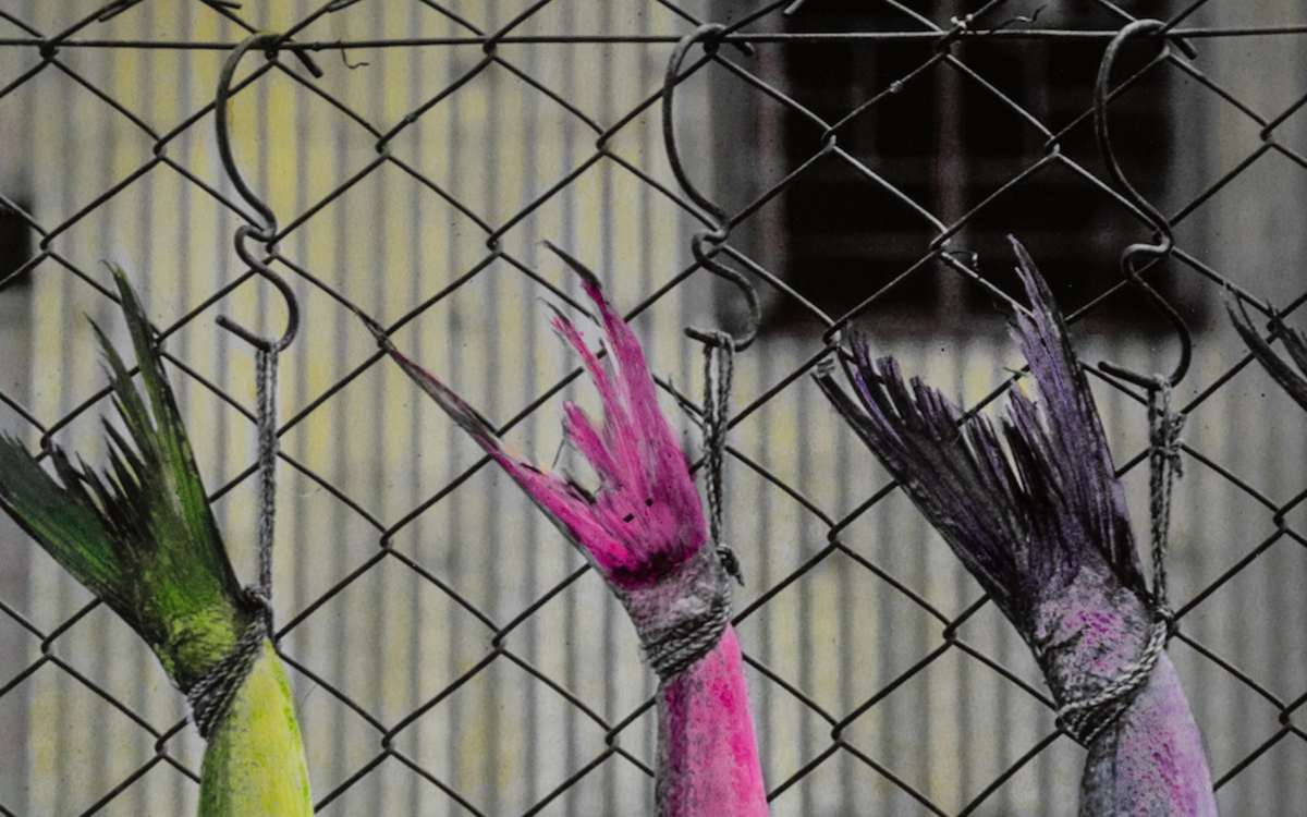 Photographie peinte de poissons en train de sécher dans une ruelle de Sheung Wan à Hong Kong. Effet psychédélique !