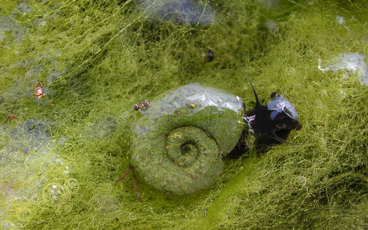 10 06 planorbe cornée2 (Planorbarius corneus)