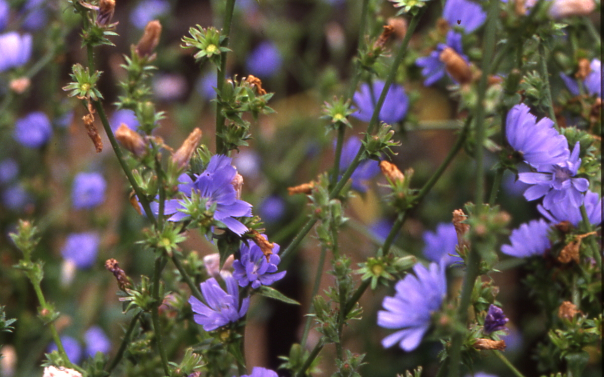 10 04 chicorée (Cichorium intybus)