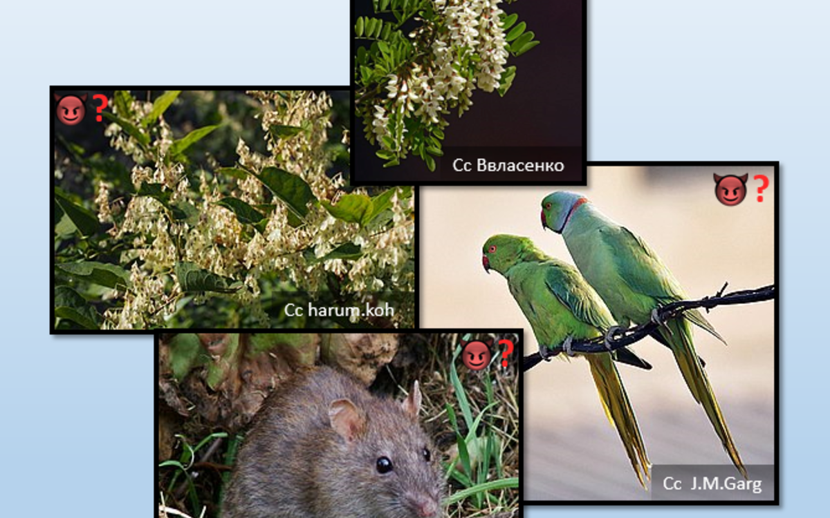 10 25 envahissantes3