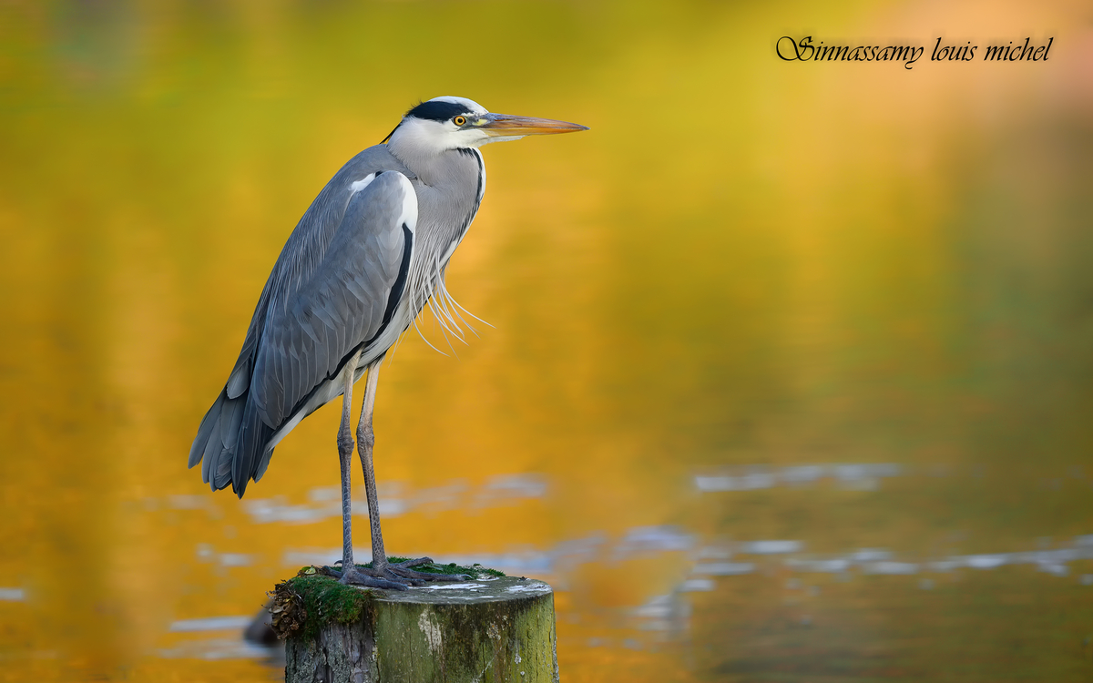 10 23 ornitho Héron cendré