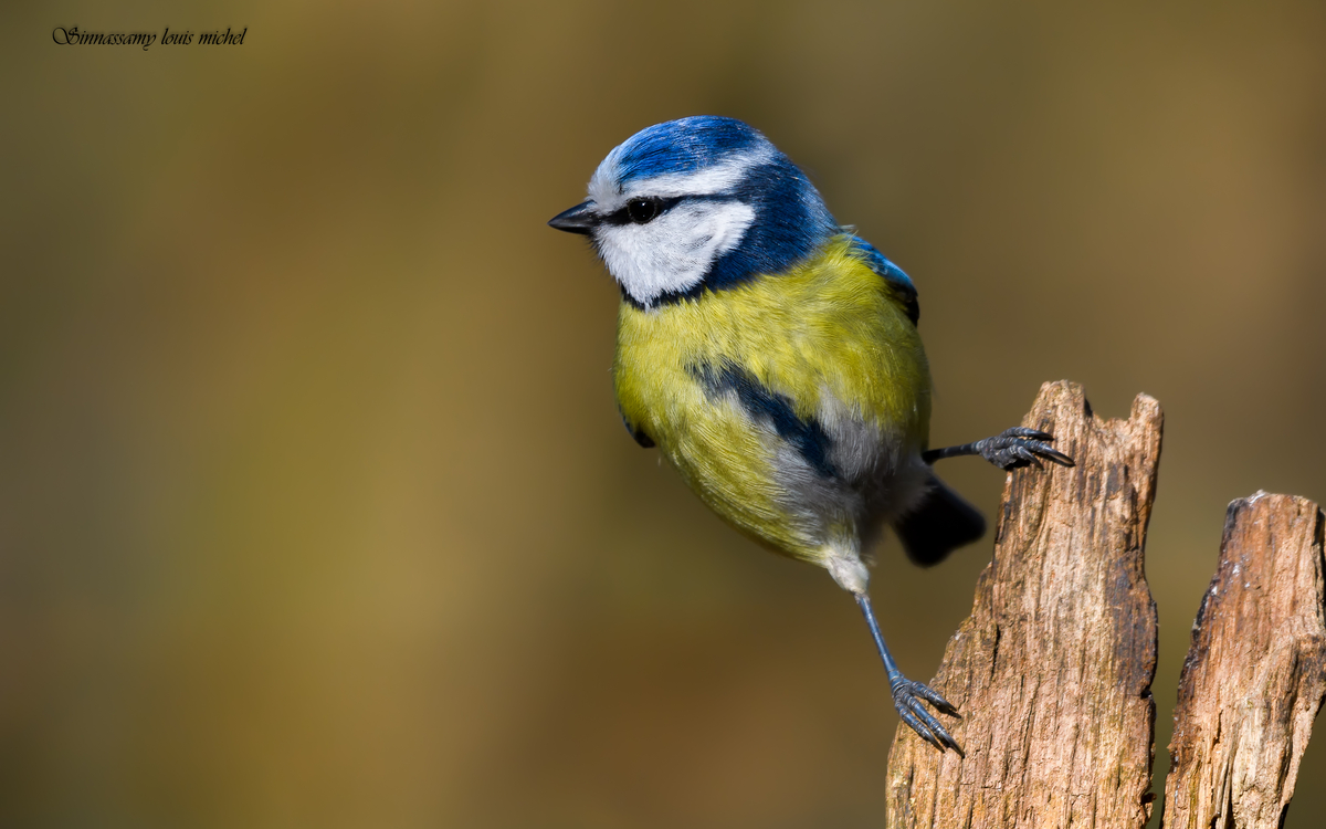 10 31 ornitho jeunes Mésange bleue ( Lac des minimes )©MIchel Louis Sinnassamy (22)