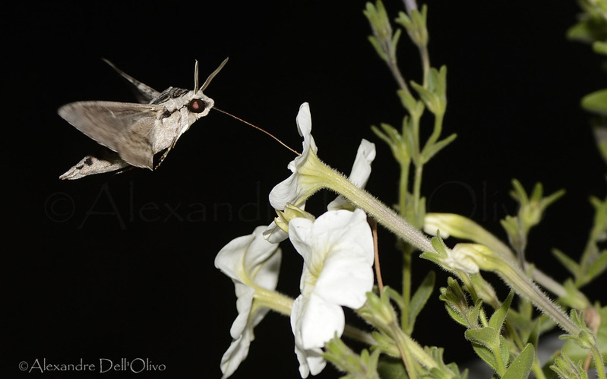 10 14 Sphinxduliseron-CC-Alexandre Dell'Olivo