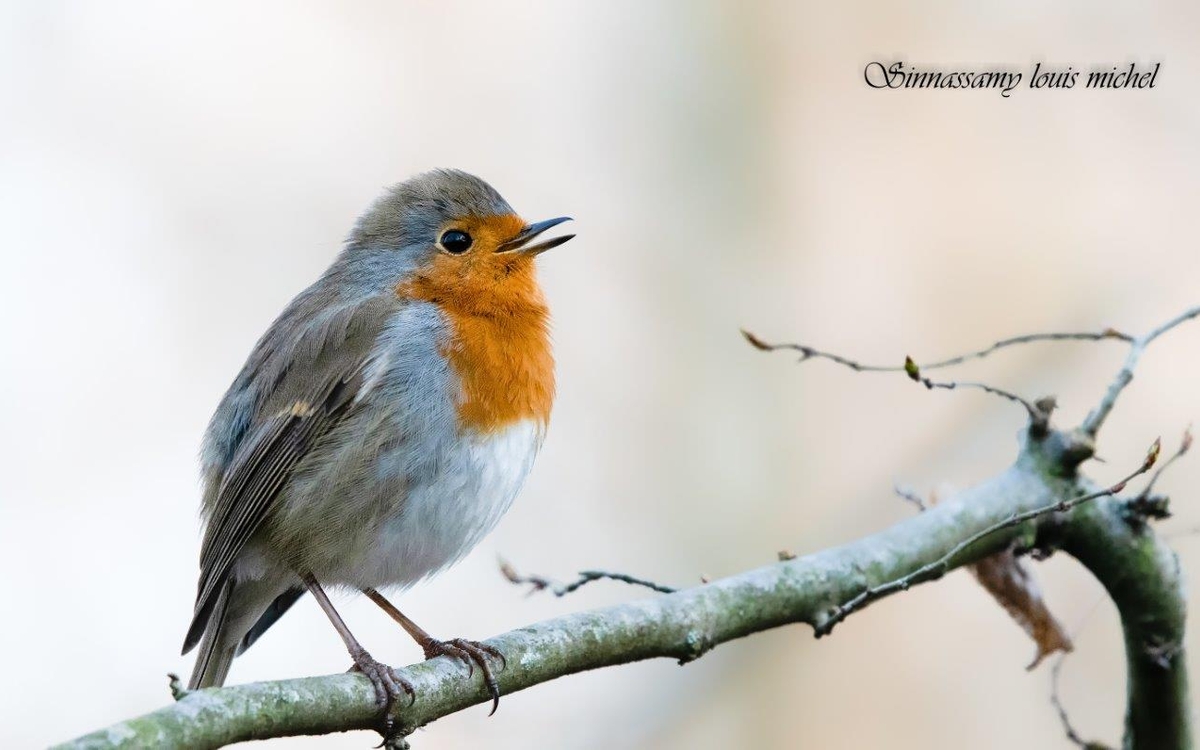 05 03 Oiseau des jardins 1 ©michel Sinnassamy 0001