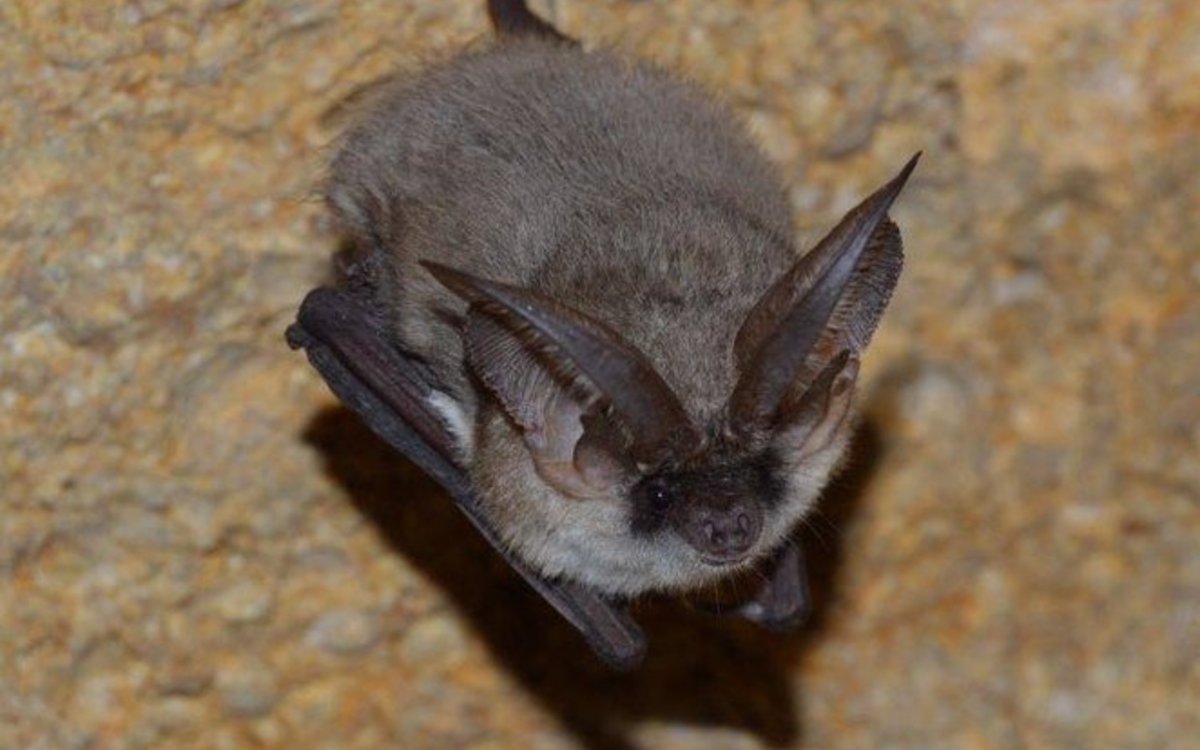 10 26 662px-Plecotus_austriacusCC-Andrei Sakhno