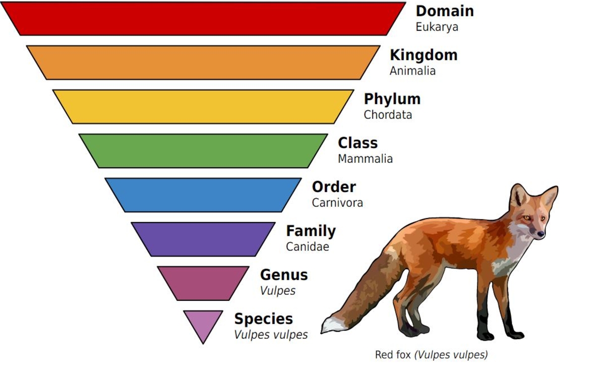 10 27 classif vivant CC-Annina Breen