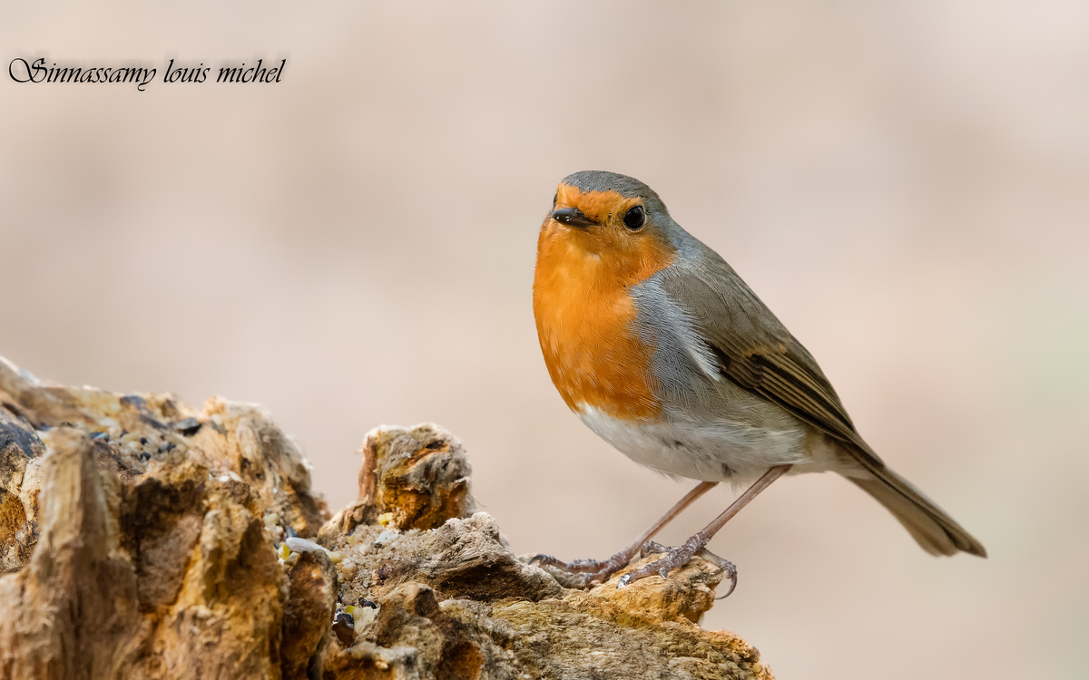 10 25 Rouge gorge (2)