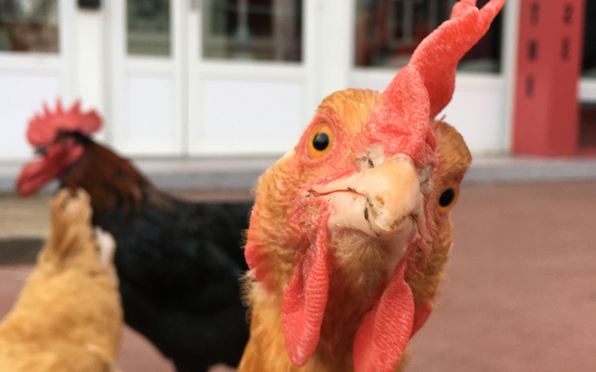 Poule regardant d'un aire étrange le public.