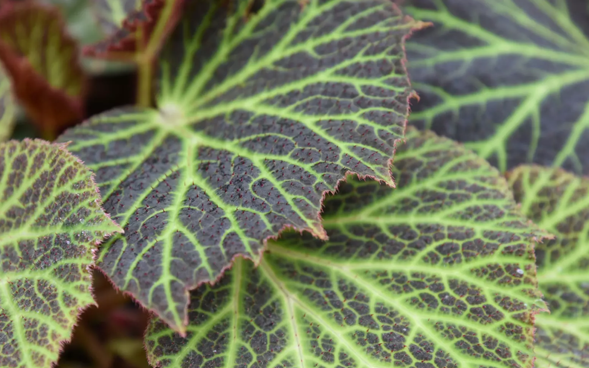 « Automne tropical », l'expo aux Grandes Serres du Jardin des Plantes