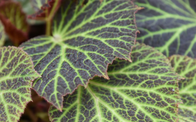 Un begonia chloroneura 