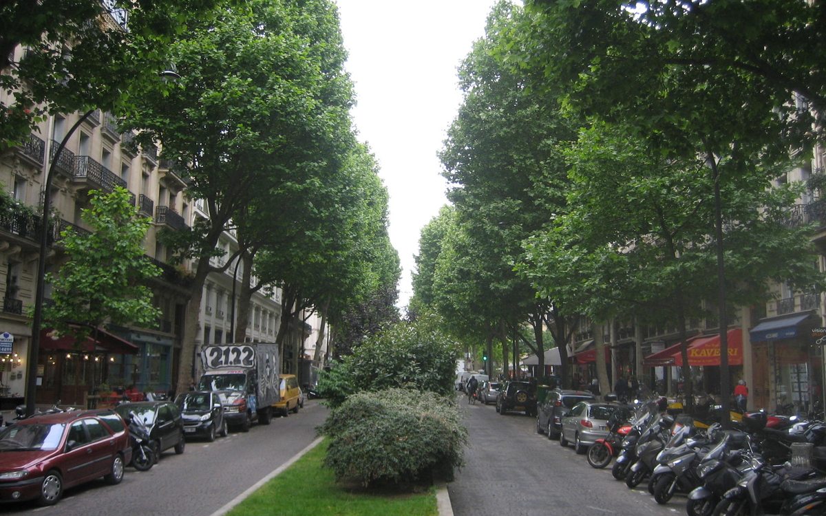 Arbre des rues