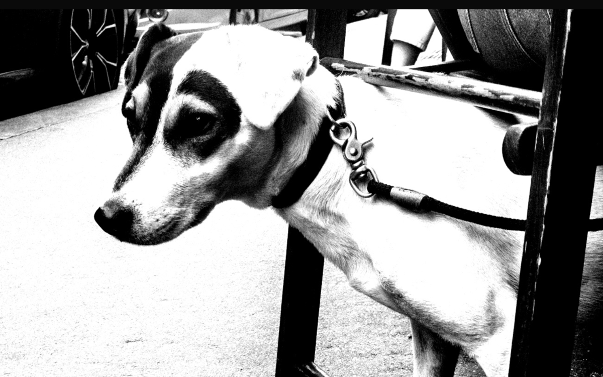 affiche photographie argentique noir et blanc montmartre