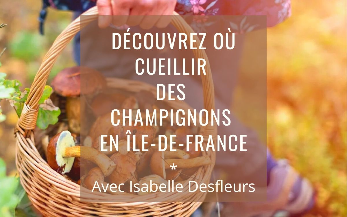 Sortie cueillette de champignons dans la forêt de Fontainebleau