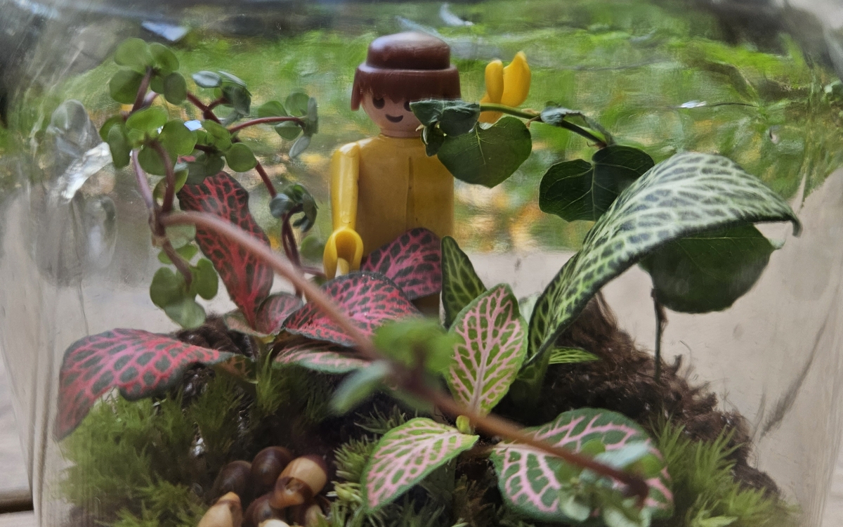 Terrarium réalisé avec des boutures de fittonia et playmobil 